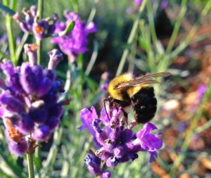 BFBee on Rosemary.jpg