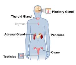 Endocrine System