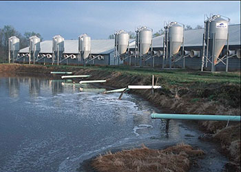 industrial farming, CAFO, factory farming, wecologist, wecology lab, wecology handbook