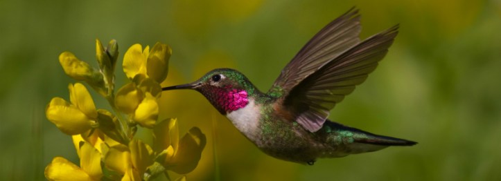 Rocky-Mountain-Natl-Park-Hummingbird-Sharon-Draker