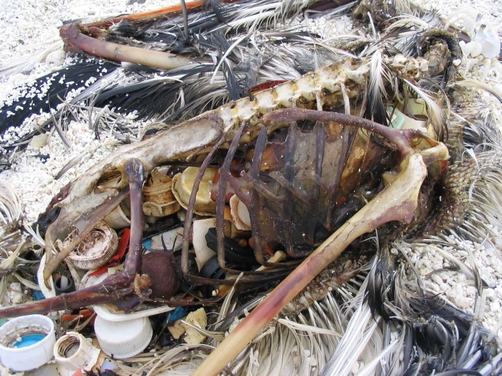 plastic pollution, plastic oceans, end litter, wecologist